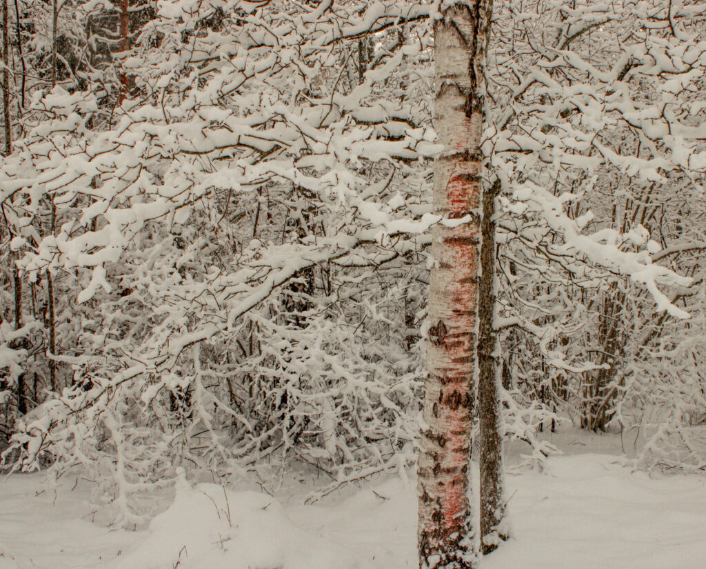 Pink Tree Winter Nature Photography Loodusfotograafia