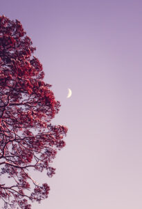 Nature Moon Photography