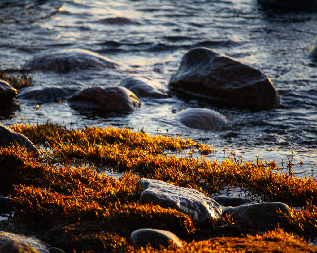 Paljassaare Fotograafia Nature Landscape Photography Paljassaar