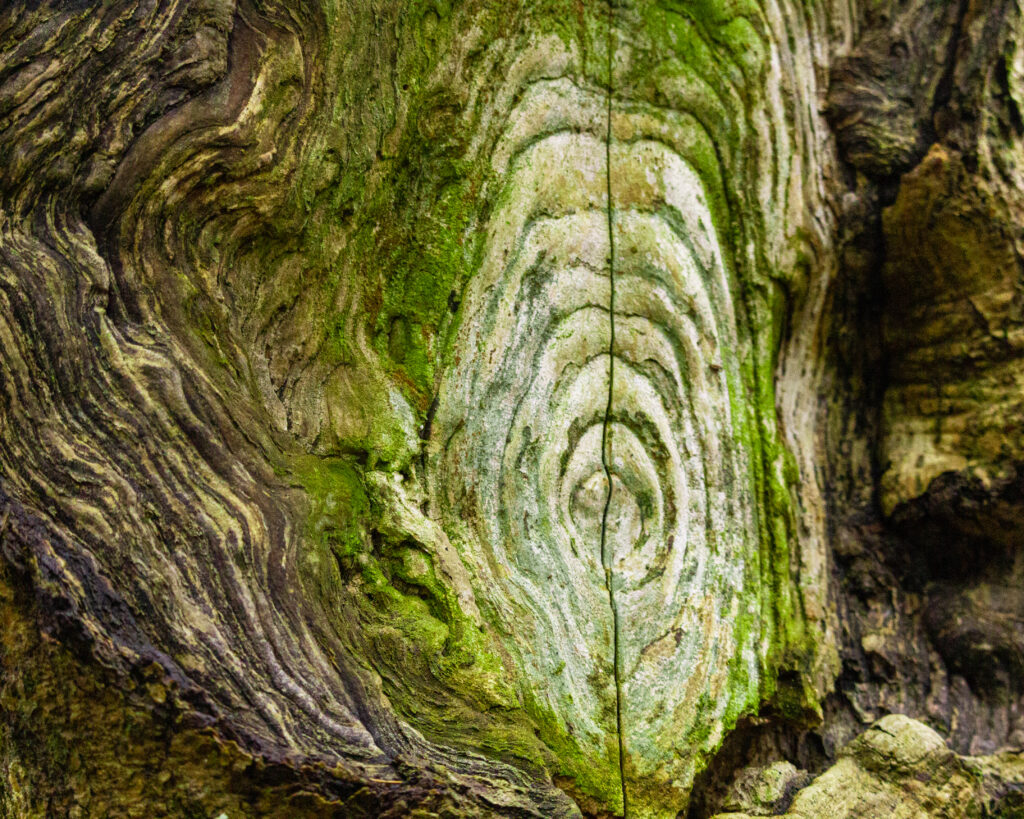 Nature Photography Tuhala