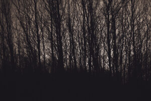 Abstract Nature Photography