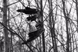 A dead bird on a tree Nature Photography Loodusfotograafia