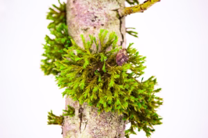 Nature Photography Loodusfotograafia