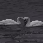 Wildlife Nature Photography Swans Loodusfotograafia Luiged