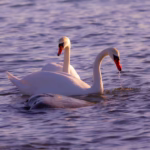 Wildlife Nature Photography Swans Loodusfotograafia Luiged