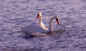 Wildlife Nature Photography Swans Loodusfotograafia Luiged