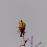 Wildlife Photography tit Loodusfotograafia Rasvatihane