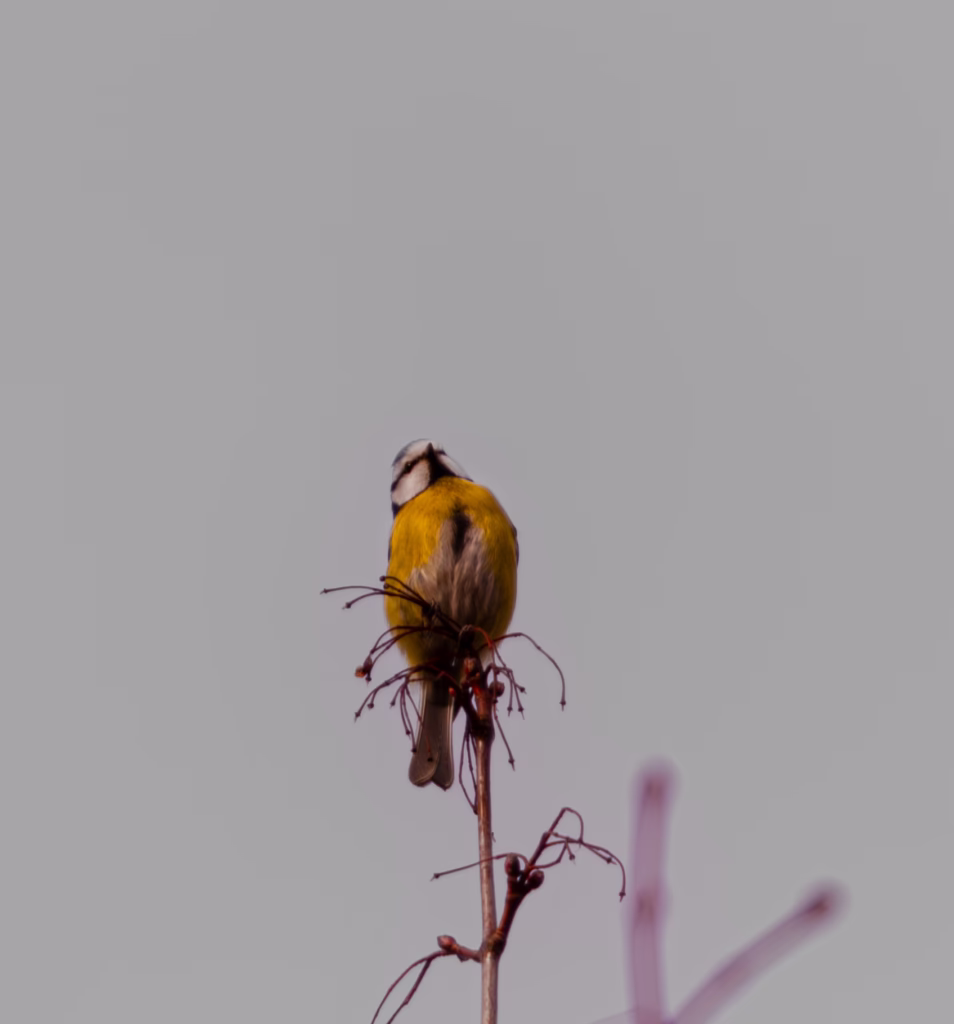 Wildlife Photography tit Loodusfotograafia Rasvatihane