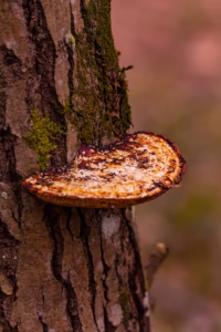 Nature Photography Loodusfotograafia