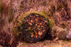 Nature Photography Loodusfotograafia