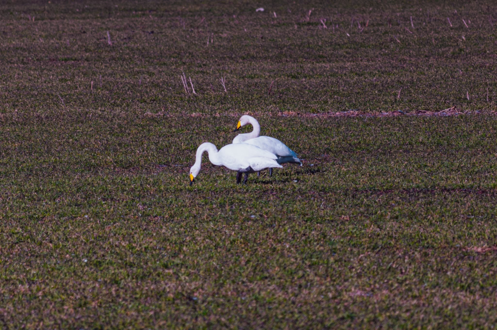 Wildlife photo from Estonia, January 2023, by Martin Marfeldt