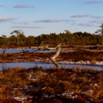 Nature Photography Loodusfotograafia bog soo