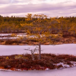 Nature Photography Loodusfotograafia bog soo