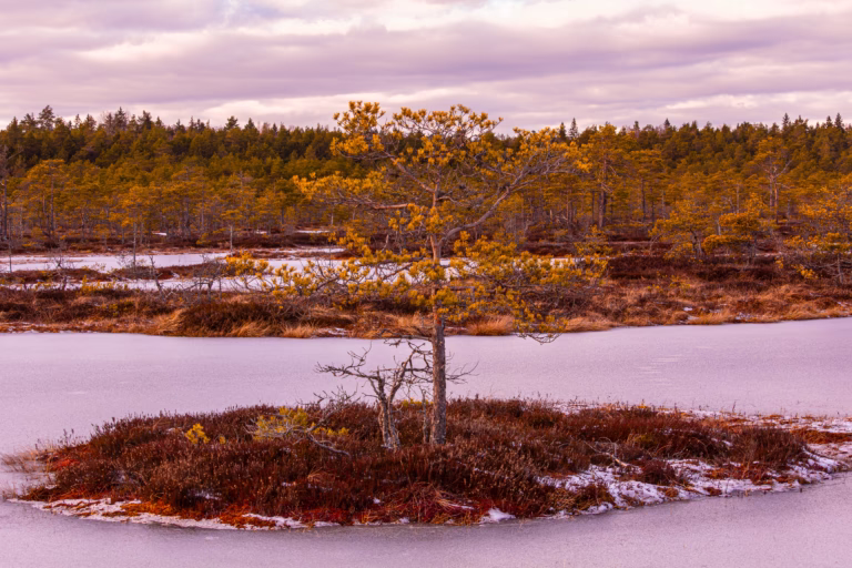 Nature Photography Loodusfotograafia bog soo