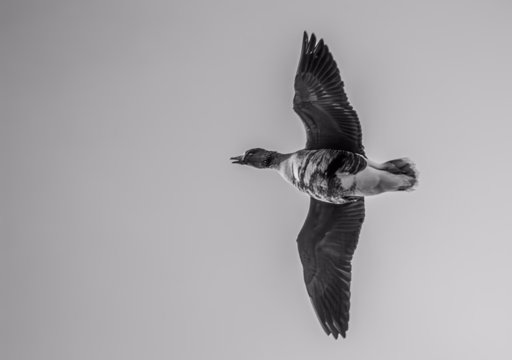 Wildlife Photography Linnufotograafia