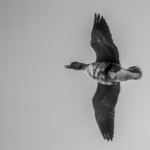 Wildlife Photography Linnufotograafia