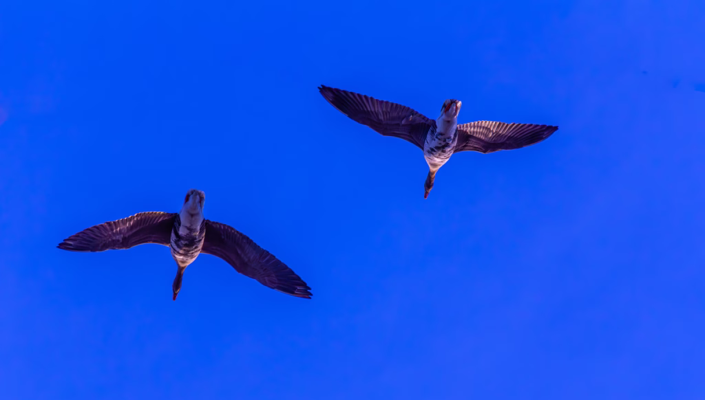 Wildlife Photography Linnufotograafia