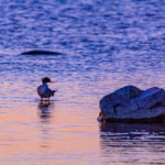 Wildlife Nature Photography Loodusfotograafia