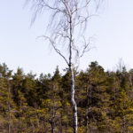 Soomaa Rahvuspark Bog Land Nature Photography