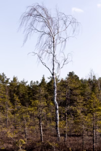 Soomaa Rahvuspark Bog Land Nature Photography