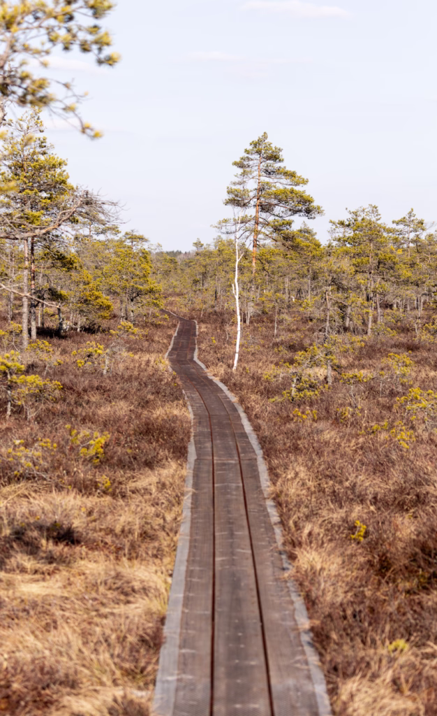 Landscape photo from Estonia, February 2023, by Martin Marfeldt