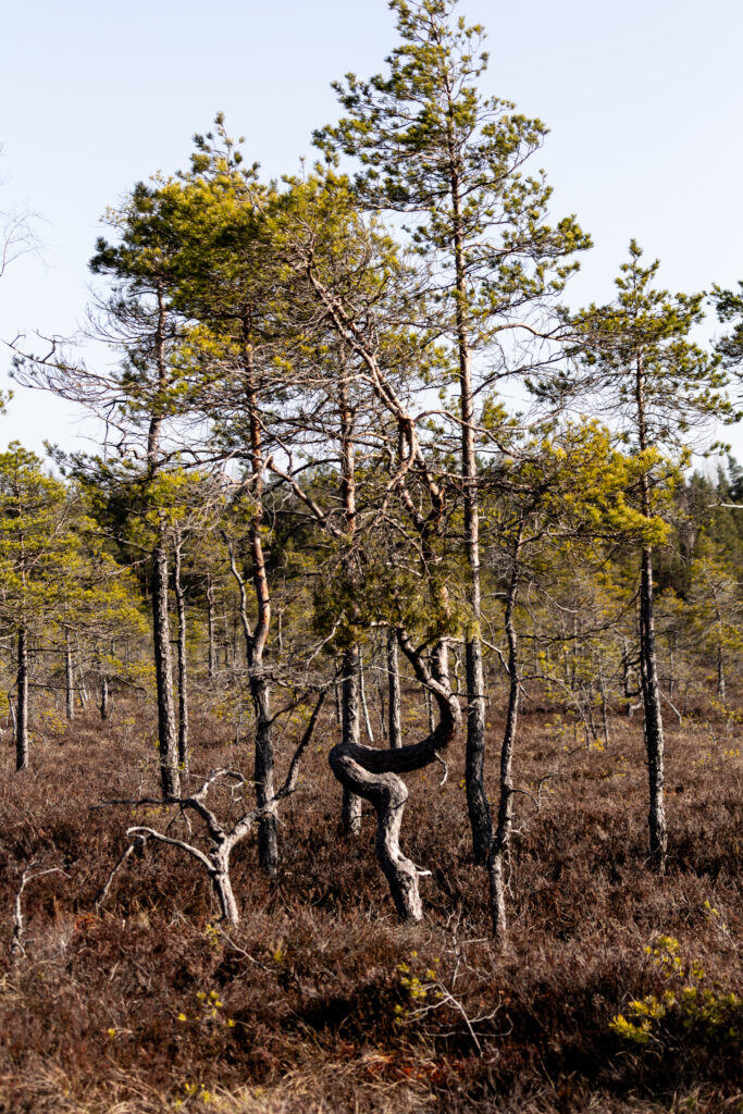 Landscape photo from Estonia, February 2023, by Martin Marfeldt