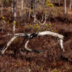 Soomaa Rahvuspark Bog Land Nature Photography