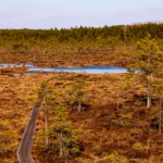Soomaa Rahvuspark Bog Land Nature Photography