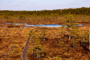 Soomaa Rahvuspark Bog Land Nature Photography