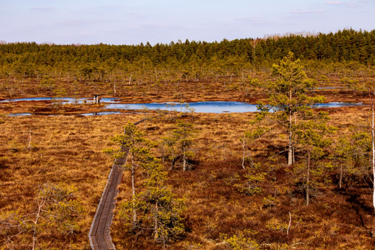 Soomaa Rahvuspark Bog Land Nature Photography