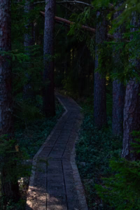 Soomaa Rahvuspark Bog Land Nature Photography