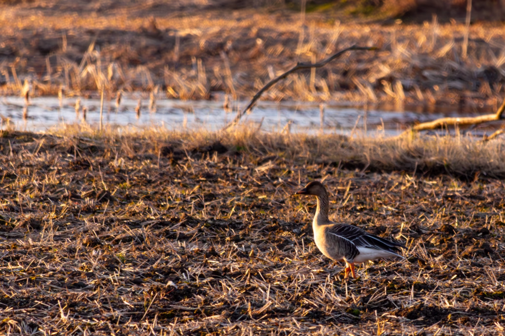 Wildlife Bird Photography Loodusfotograafia linnud