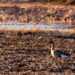 Wildlife Bird Photography Loodusfotograafia linnud