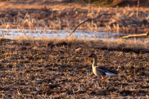 Wildlife Bird Photography Loodusfotograafia linnud
