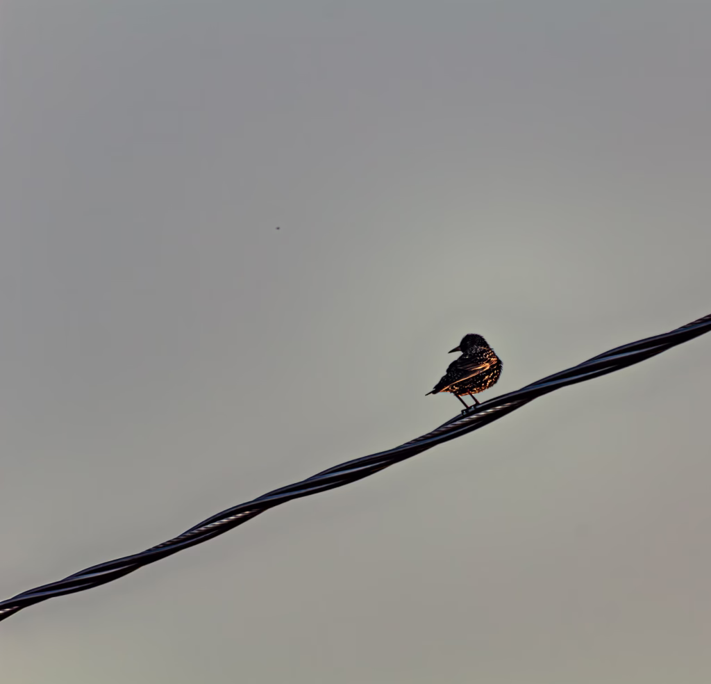 Wildlife Bird Photography Loodusfotograafia linnud
