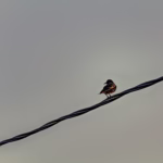 Wildlife Bird Photography Loodusfotograafia linnud