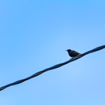 Wildlife photo from Estonia, February 2023, by Martin Marfeldt