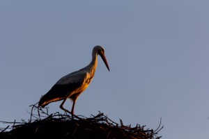 Wildlife photo from Estonia, February 2023, by Martin Marfeldt