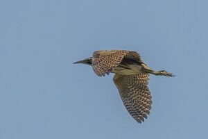 Great bittern (Botaurus stellaris) in flight Vadu 3, Estonia – wildlife photo by Martin Marfeldt