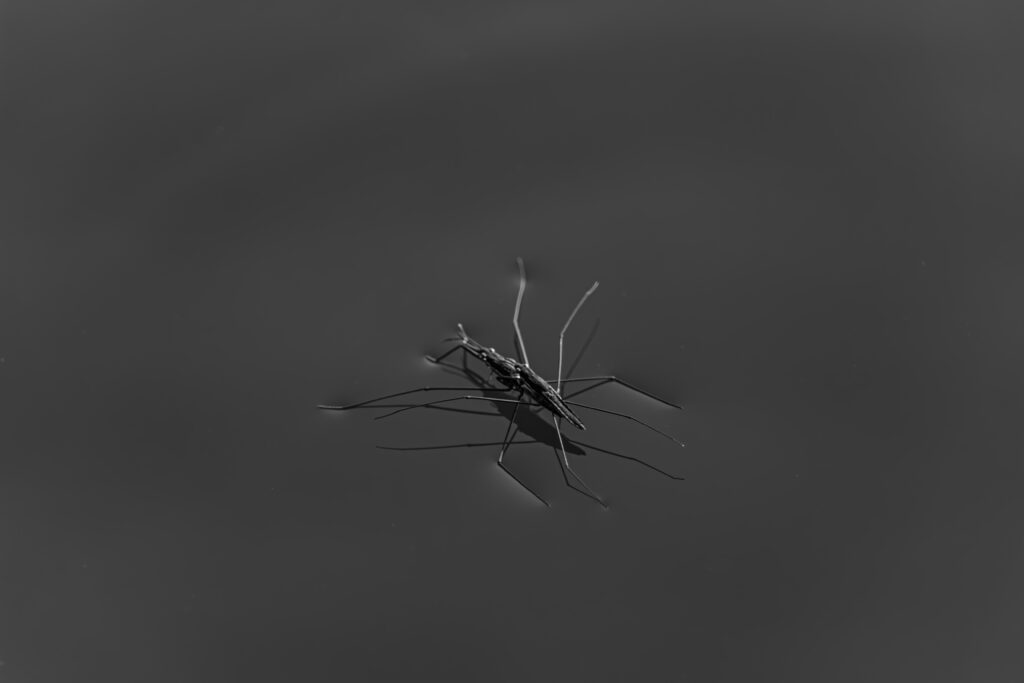 Bug Insect Nature Wildlife Photography Putuka Fotograafia