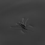 Bug Insect Nature Wildlife Photography Putuka Fotograafia