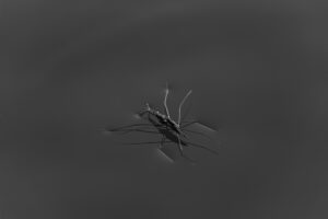 Bug Insect Nature Wildlife Photography Putuka Fotograafia