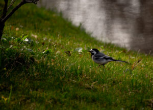 Linnufotograafia, Bird Photography Jaapaniaed Japanese Garden Tallinn
