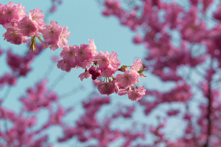 Cherry Blossoms Sakura Nature Photography Kirsiõied Loodusfotograafia
