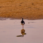 Northern Lapwing (Vanellus vanellus) wading in shallow water at Paljassaare Peninsula, Estonia with iridescent plumage and crest | Tuttpütt (Vanellus vanellus) madalas vees toitumas Paljassaare poolsaarel, Eestis, läikiva sulestiku ja kõrge tutiga.