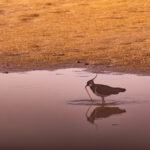 Northern Lapwing (Vanellus vanellus) wading in shallow water at Paljassaare Peninsula, Estonia with iridescent plumage and crest | Tuttpütt (Vanellus vanellus) madalas vees toitumas Paljassaare poolsaarel, Eestis, läikiva sulestiku ja kõrge tutiga.