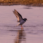 Common Ringed Plover (Charadrius hiaticula) landing on wet sandy flats at Paljassaare Peninsula, Estonia | Liivatüll (Charadrius hiaticula) maandumas märjal liivarannikul Paljassaare poolsaarel, Eestis.