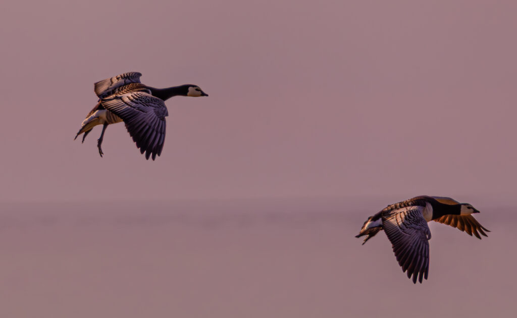 Barnacle Goose (Branta leucopsis) flying over the Baltic Sea near Paljassaare Peninsula, Estonia during spring migration | Rabahan (Branta leucopsis) lendamas üle Läänemere Paljassaare poolsaare lähedal kevadrände ajal.