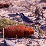 White Wagtail (Motacilla alba) foraging on sandy beach at Paljassaare Peninsula, Estonia during spring migration | Linavästrik (Motacilla alba) toitumas liivasel rannal Paljassaarel, Eestis kevadise rände ajal.