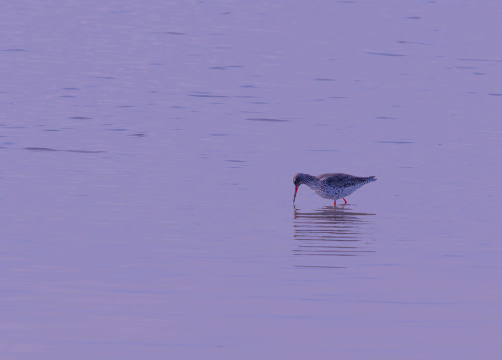 Common Redshank (Tringa totanus) walking across mudflats at Paljassaare Peninsula, Estonia with vivid red legs | Punajalg-tilder (Tringa totanus) jalutamas mudastel rannikutel Paljassaare poolsaarel, Eestis.